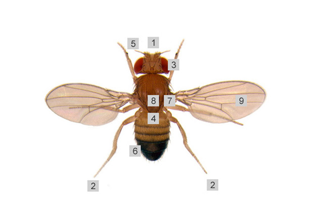 Anatomia de la mosca